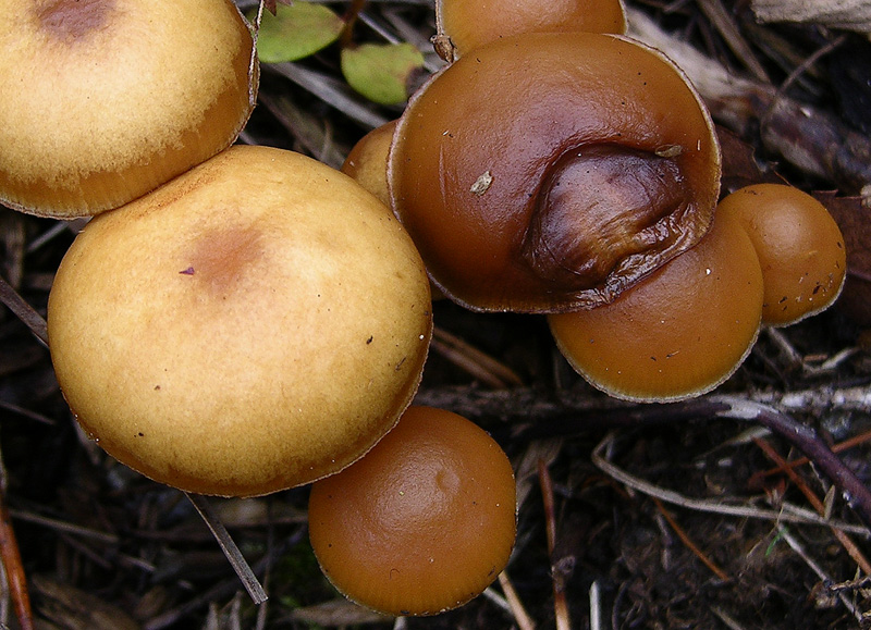 Galerina da determinare n�7.